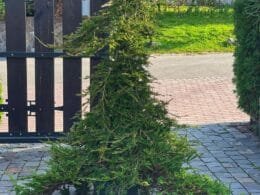 Ялівець Вілтонні 1.1 м