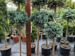 Ялівець Florian Blue Star Pa