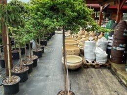 Ялівець лежачий procumbens Nana Pa
