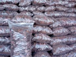 Соснова кора