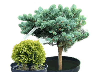 Декоративні рослини