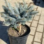 Ялинка блакитна Glauca Globosa (низький штамб)