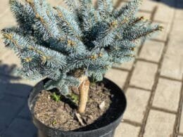 Ялинка блакитна Glauca Globosa (низький штамб)