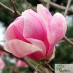 Магнолія Pink Globet