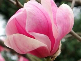 Магнолія Pink Globet