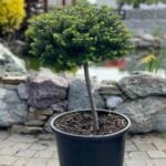 Ялиця abies koreana Cis Pa