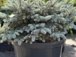 Ялина голуба Glauca Globosa (сидяча)