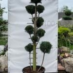 Бонсай 1.3 м С25