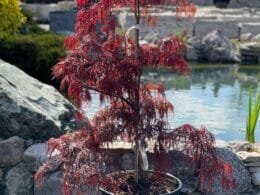 Клен бордовий acer palmatum Garnet C20
