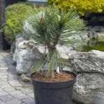 Сосна pinus jeffreyi Joppi