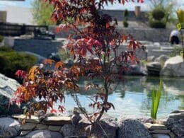 Клен acer palmatum Atropurpureum C20