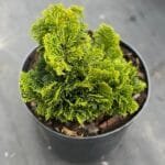 Кипарисовик Nana Gracilis