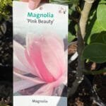 Магнолія рожева Pink Beauty (кущова)