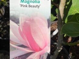 Магнолія рожева Pink Beauty (кущова)