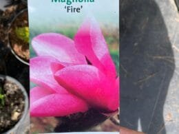 Магнолія рожева Fire (деревовидна)
