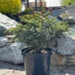 Ялина picea bicolor Hower Dwarf Tigertall