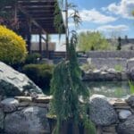 Кипарисовик нутканський Pendula Pa 1,2м