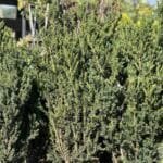 Тис середній Hillii