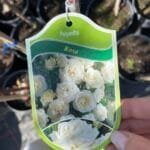 Троянда біла rosa polyantha Pa 1.3-1.5 m