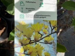 Магнлія жовта Sunspire (деревовидна)