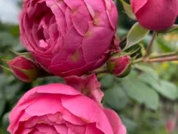 Троянда рожева parkrosa Pa 1.3-1.5 m