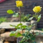 Троянда жовта rosa miniature Pa 1.3-1.5 m