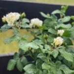 Троянда біла rosa polyantha Pa 1 m