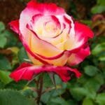 Троянда червона hybrid tea rosa Pa 1.3-1.5 m
