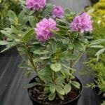 Рододендрон Grandiflora