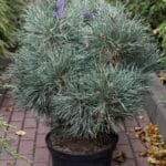 Сосна Chantry Blue