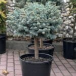Ялина Glauca Globosa Pa 0.6 m