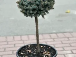 Ялина сітхінська Silberzwerg Pa 0.5-0.6 m