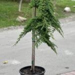 Ялівець Procumbens Nana 2Pa 1.1-1.2 m