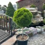 Сосна Little Lime Pa 1.1. m