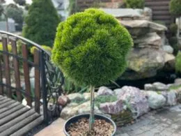 Сосна Little Lime Pa 1.1. m