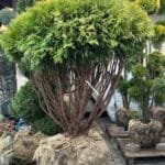 Туя Selena bonsai 1.3*1.3 m