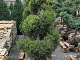 Ялина conica Daisy's White spiral 1.5 m