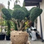 Ялівець Blue Alps bonsai 1.7*1.5 m