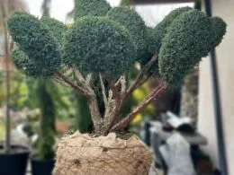 Ялівець Blue Alps bonsai 1.7*1.5 m