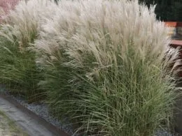 Міскантус Gracilimus 1.5 m