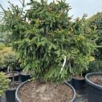 Ялина Pusch Pa 0.8 m