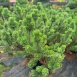 Сосна гірська Pinus Mugo 1.2 m