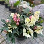 Рододендрон Duftheccke gelb (жовтий) 50-60 см