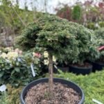 Ялиця корейська Kristall Kugel Pa 0.6 m