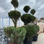 Кипарис Ра 2м