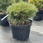 Сосна Maria Bregon d 0,3-0,35м