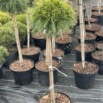 Сосна Varella Pa 0,6-0,8м