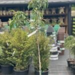 Сакура Kiku Shidare Pa 1,4м