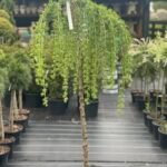 Модрина Pendula Pa 1,6-1,8м.