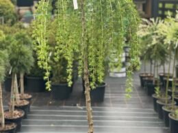 Модрина Pendula Pa 1,6-1,8м.